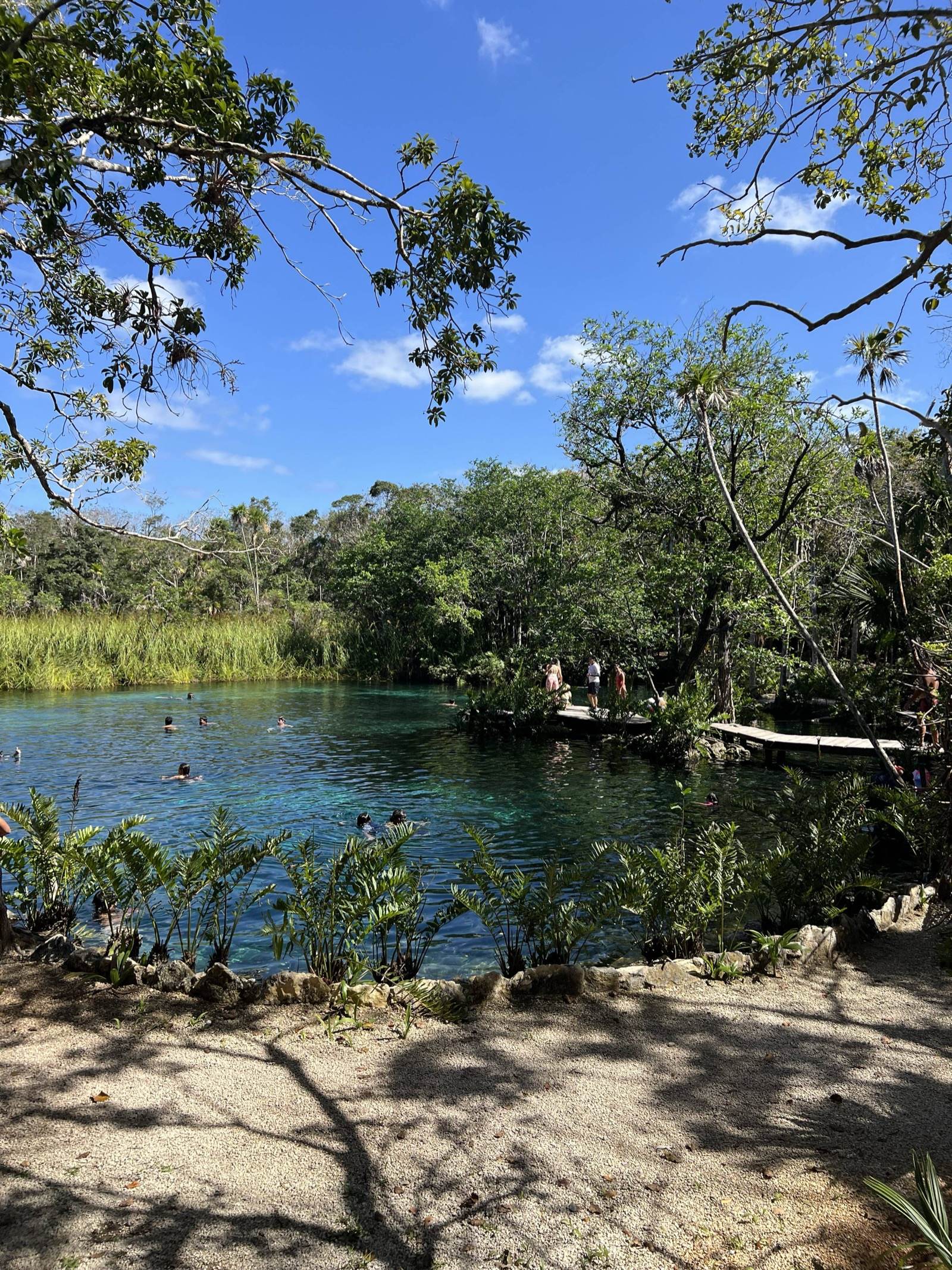 Turquoise waters of Cenote Corazón surrounded by jungle near Tulum